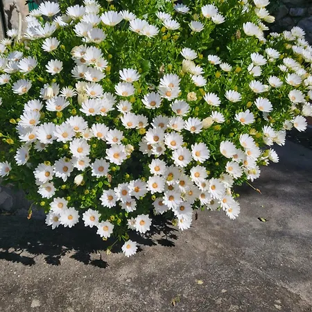 招待所 L'agrumeto 阿纳卡普里