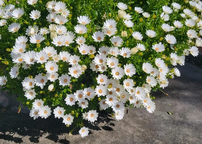 Penzion L'agrumeto Anacapri (Isola di Capri)
